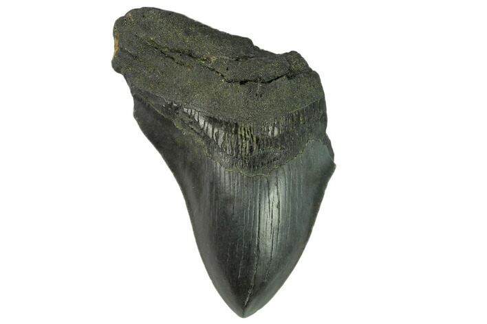 Partial, Fossil Megalodon Tooth #123959